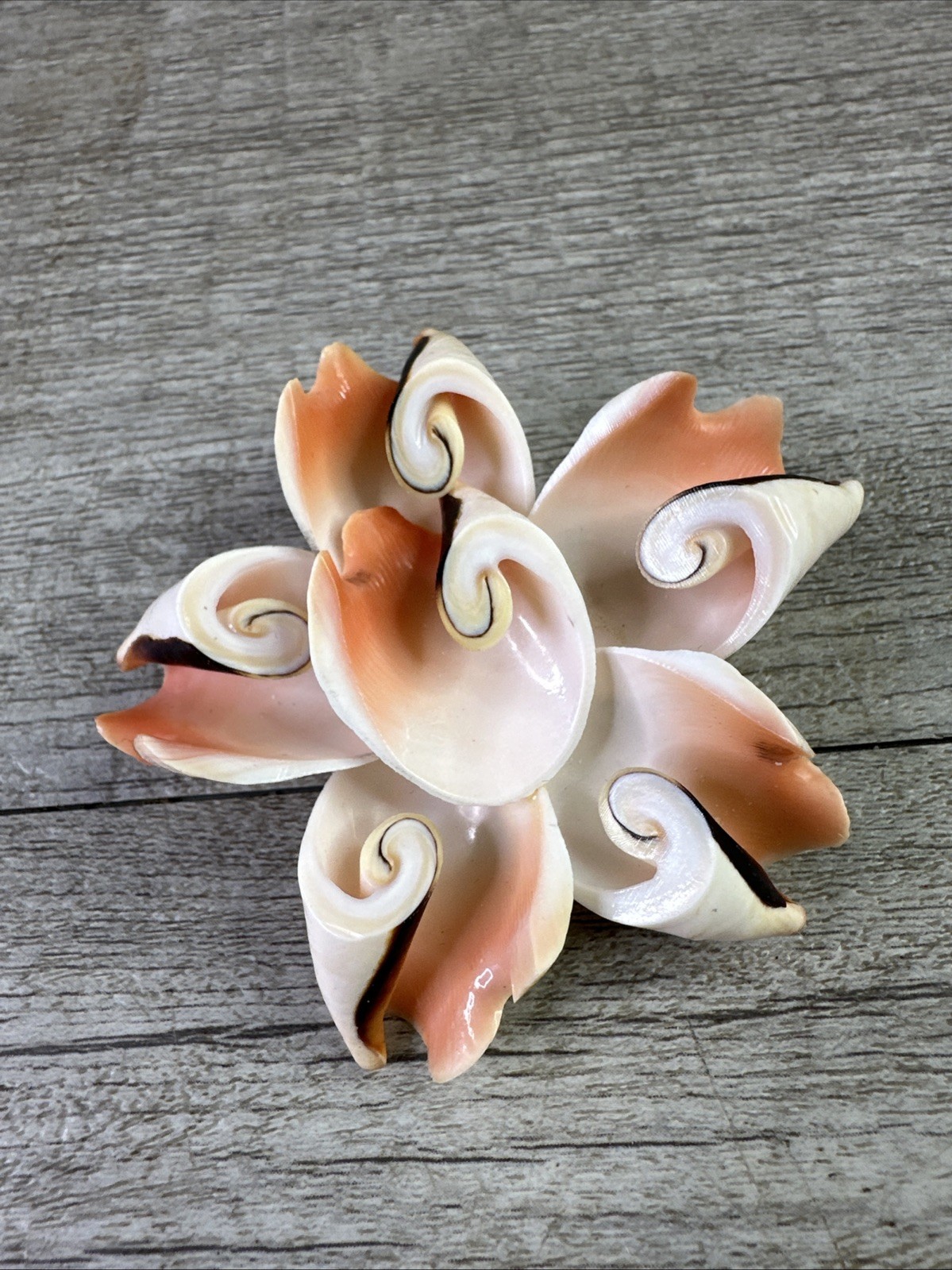 Vintage Genuine Conch Shell Pin Brooch & Stud Earrings Set Pinks Brown White