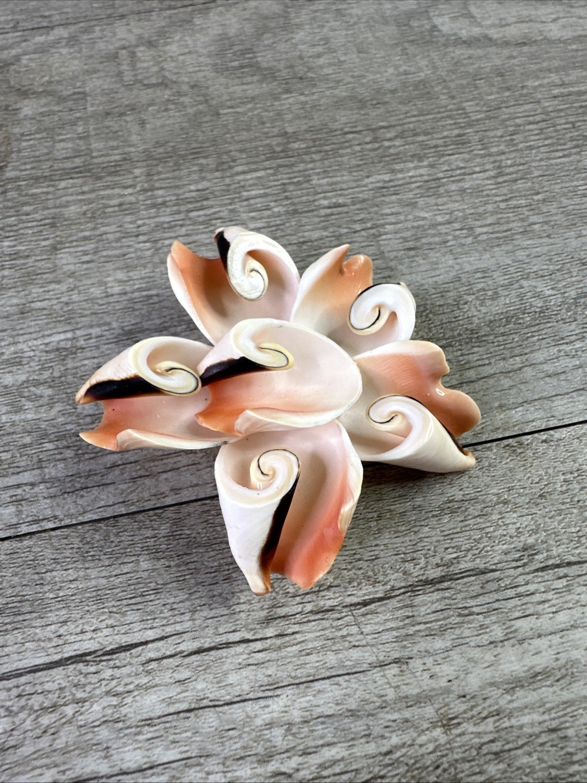 Vintage Genuine Conch Shell Pin Brooch & Stud Earrings Set Pinks Brown White