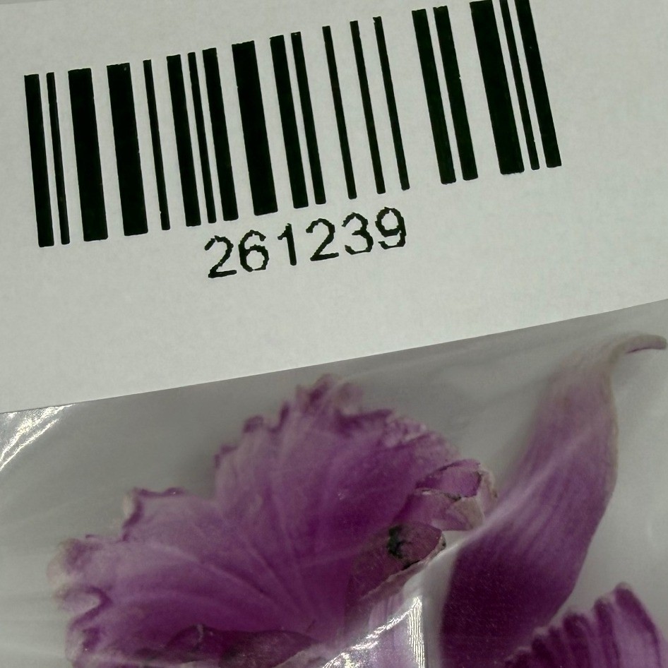 Vintage West Germany Purple Orchid Flower Brooch Celluloid Plastic Floral Pin