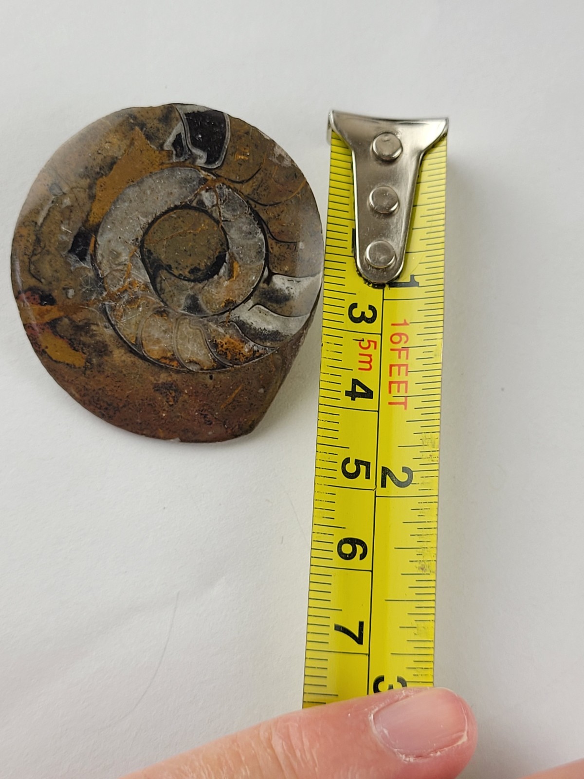 Ammonite Fossil Brooch READ Darker In Person