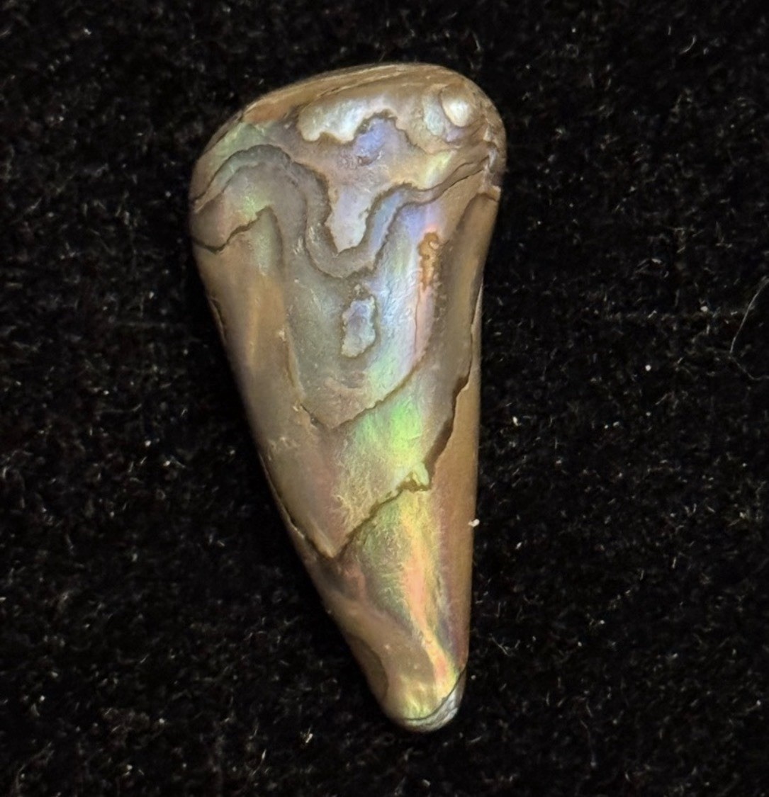 Rare Beautiful Exquisite Abalone Pearl found In Ocean In American Samoa