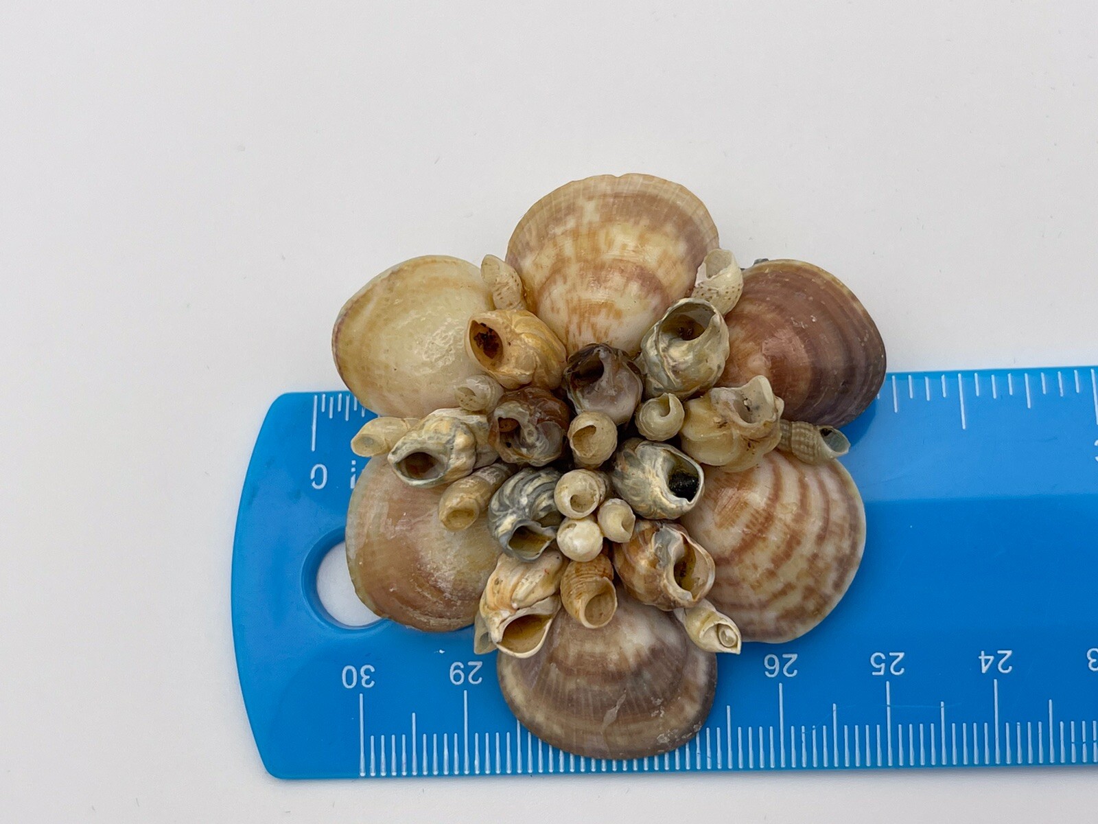 Vintage Real Sea Shell And Mother Of Pearl Jewelry Bracelet Brooches