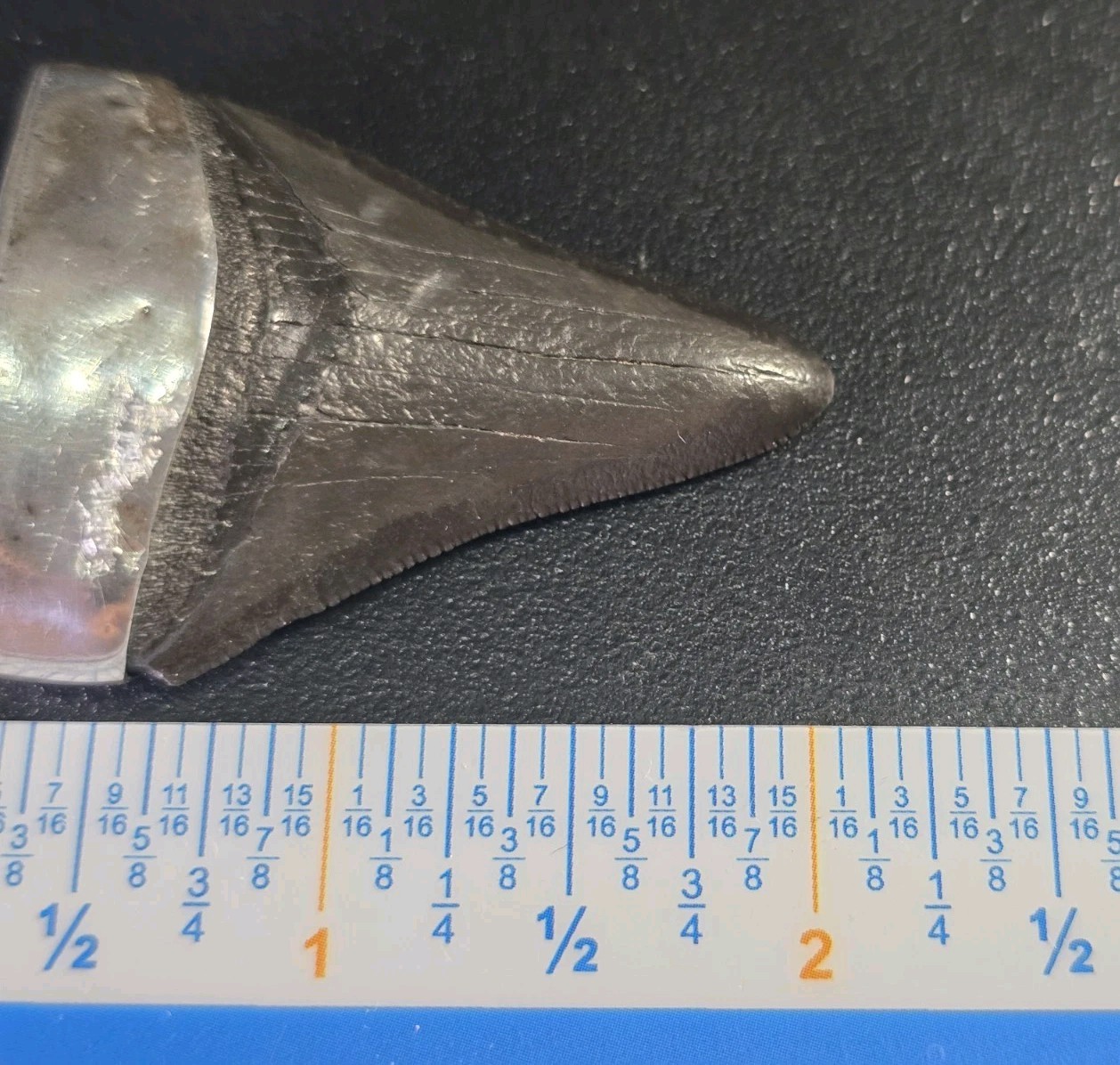 Vintage Mid-Century Brutalist Sterling Silver Fossil Shark Tooth Pendant
