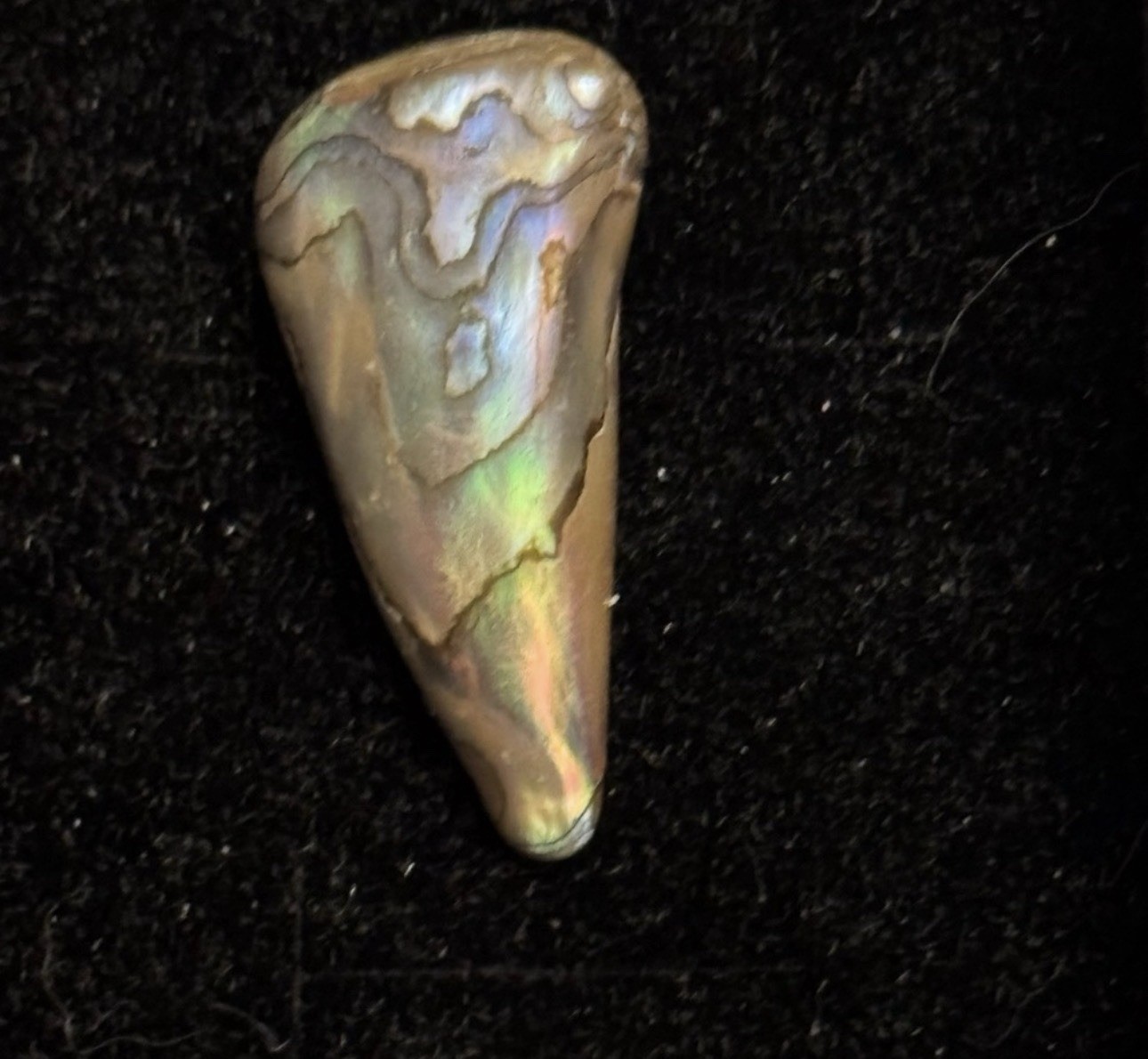 Rare Beautiful Exquisite Abalone Pearl found In Ocean In American Samoa