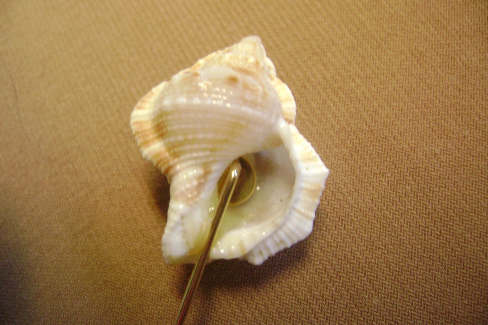 VINTAGE SEA SHELL TAN AND BROWN GOLD TONE STICK PIN/HAT PIN/LAPEL