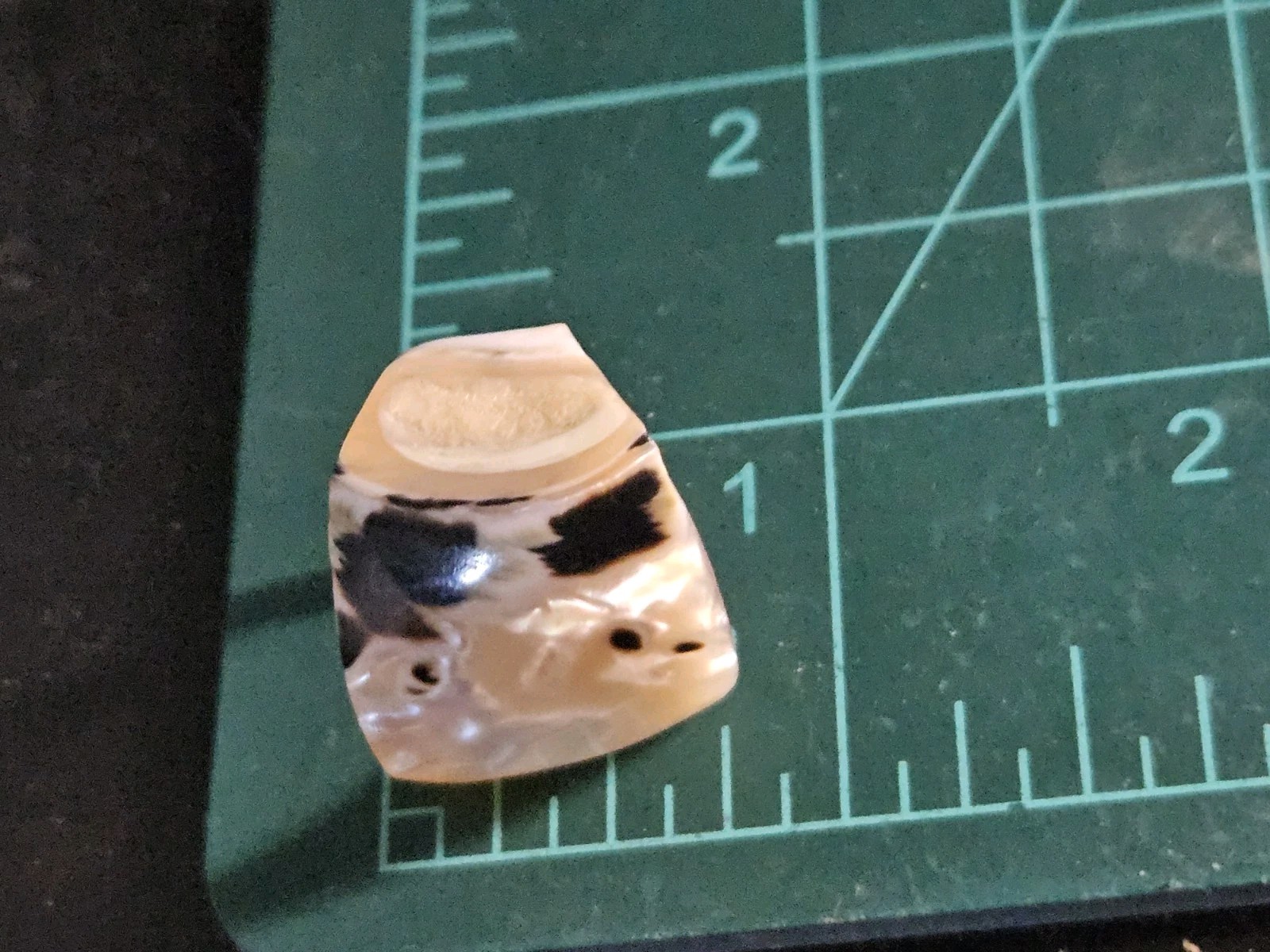 Vintage Natural Sea Shell Band Ring Size 5