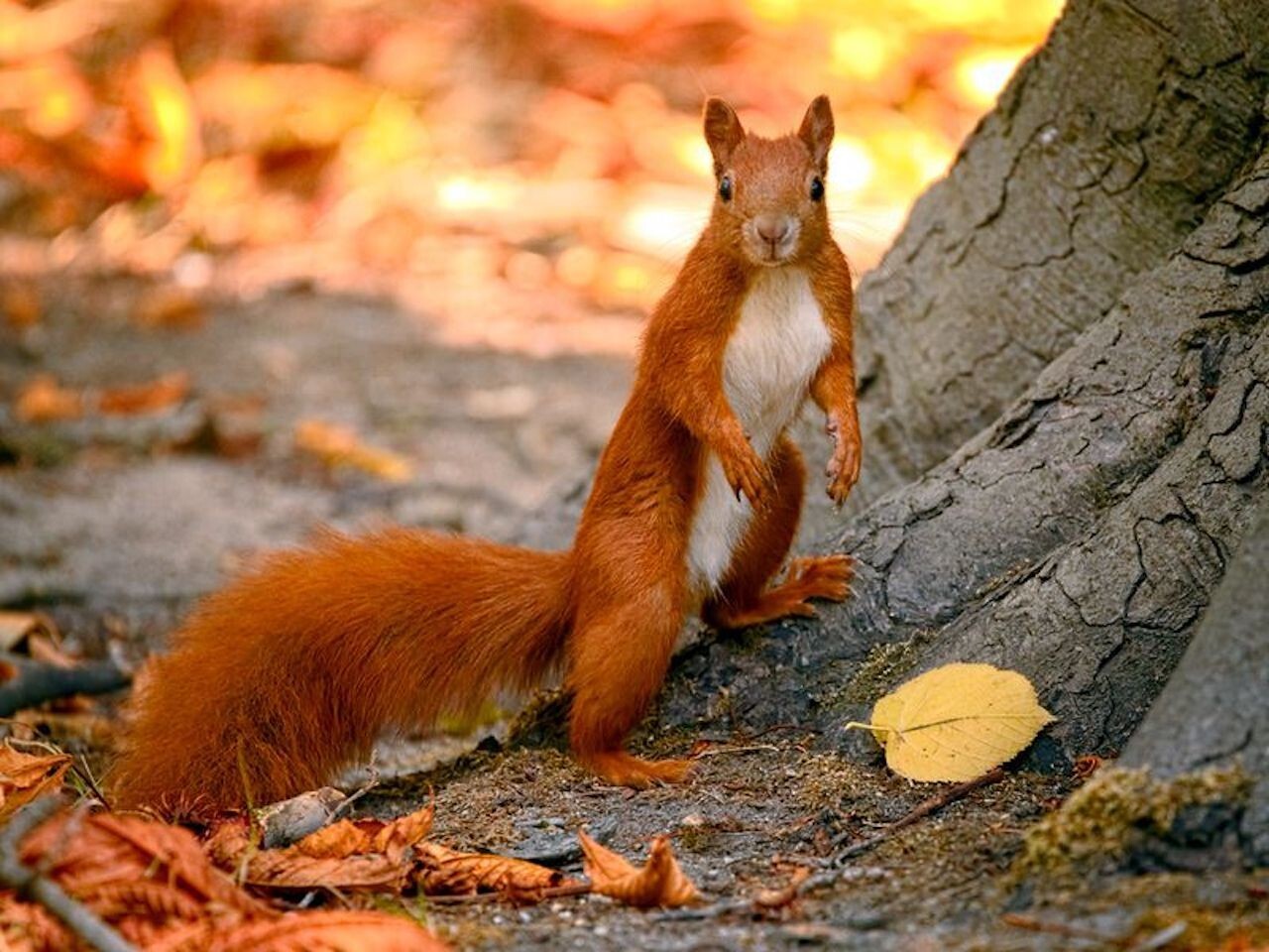 FRENCH ART DECO 1920s CARVED CELLULOID SMALL BROOCH~RED SQUIRREL~MADE IN FRANCE