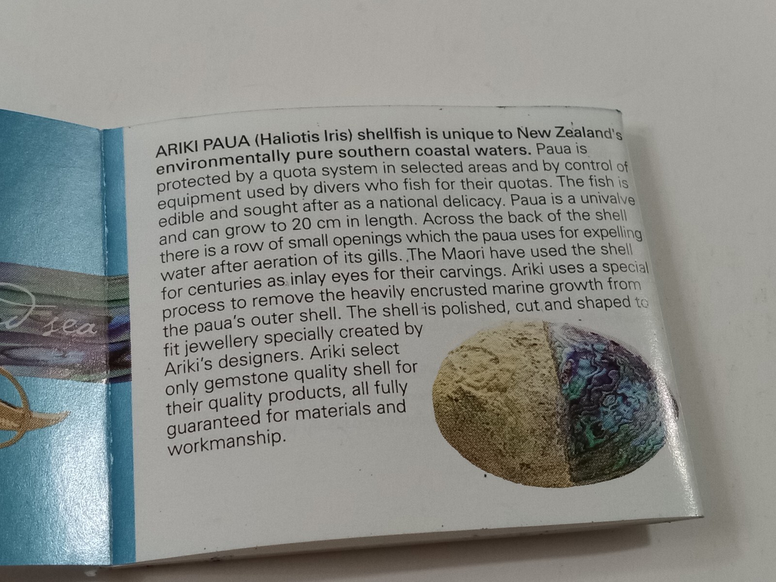 Ariki Paua Shell from New Zealand Hummingbird Brooch Pin