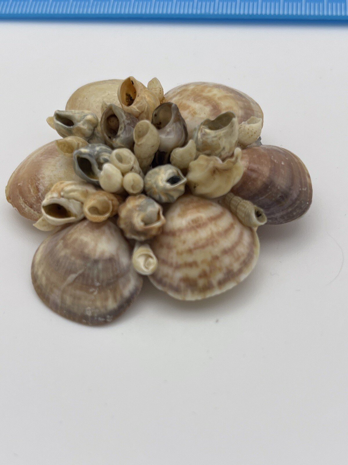 Vintage Real Sea Shell And Mother Of Pearl Jewelry Bracelet Brooches