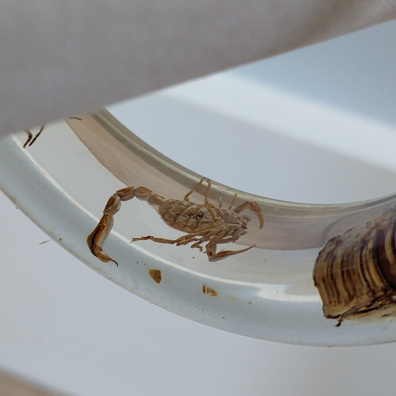 Vtg Clear Bug Bangle Encased Beetles, Scorpion, Insects Sz 7.75 Bracelet