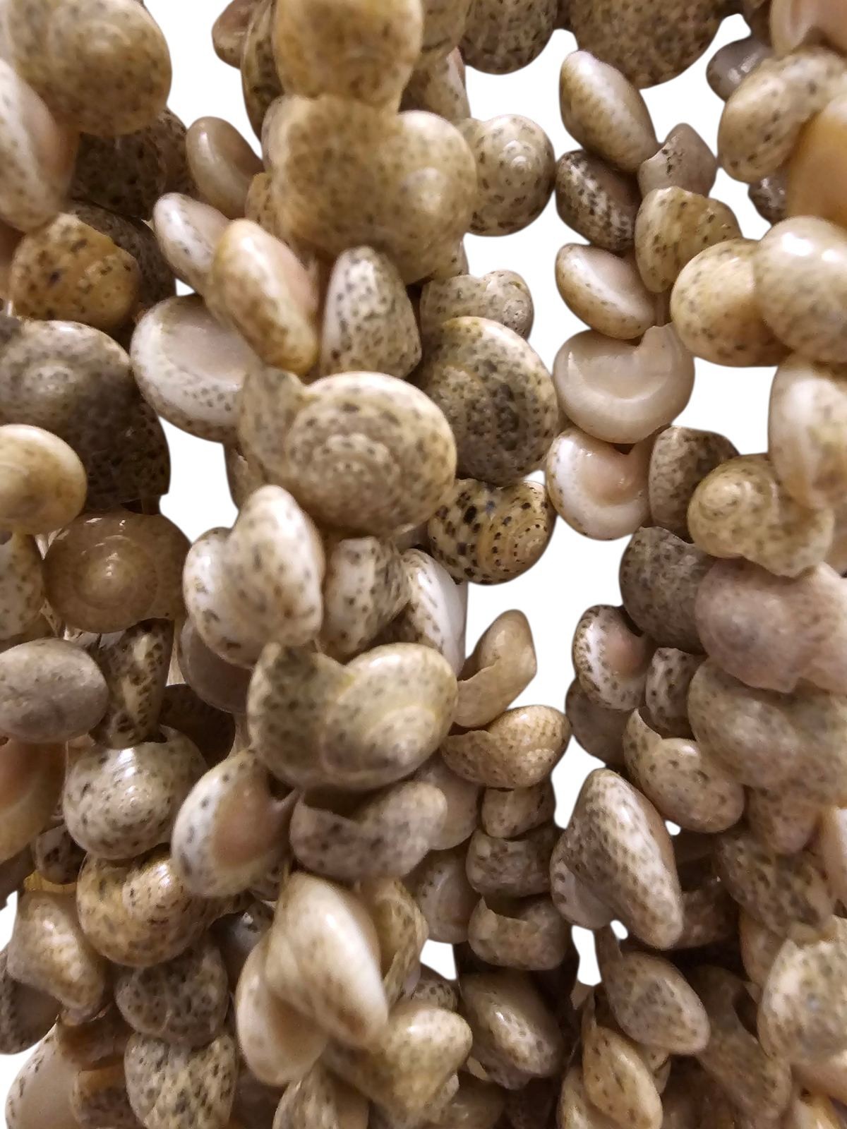Beige Umbonium Hawaiian Snail Shell Lei Necklace 10 mm 39 in