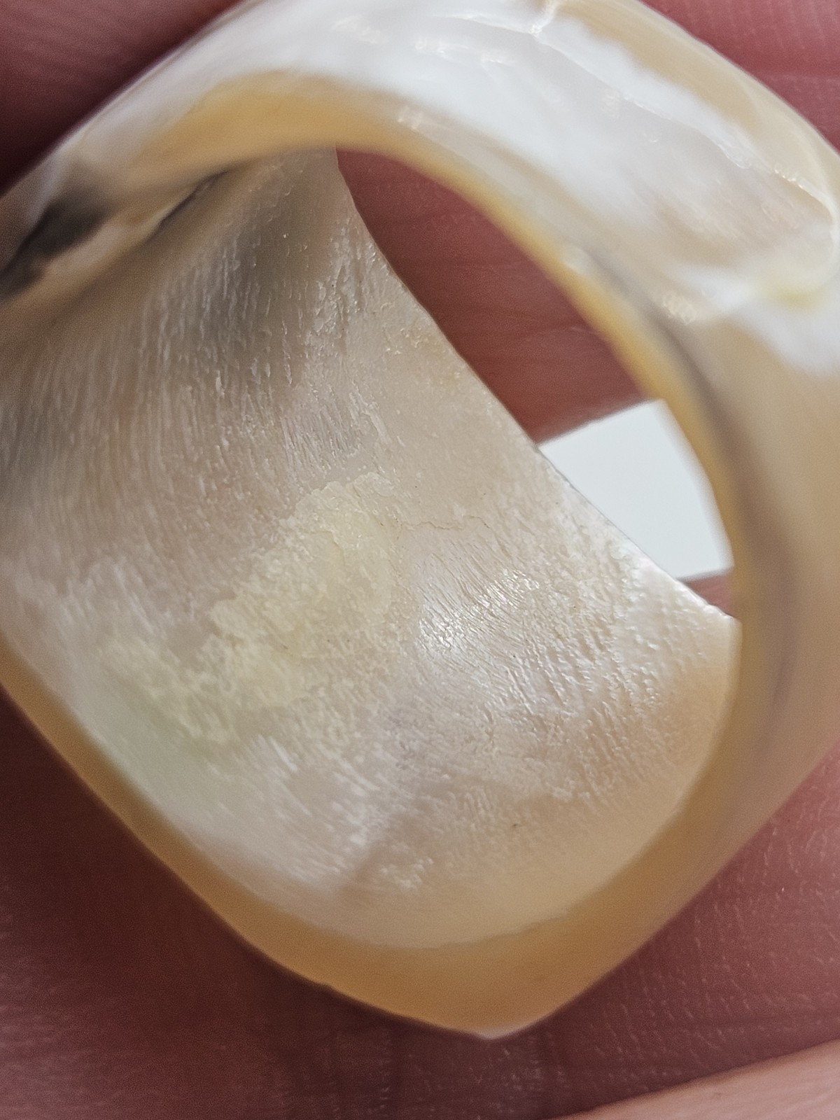 Vintage Natural Sea Shell Band Ring Size 5