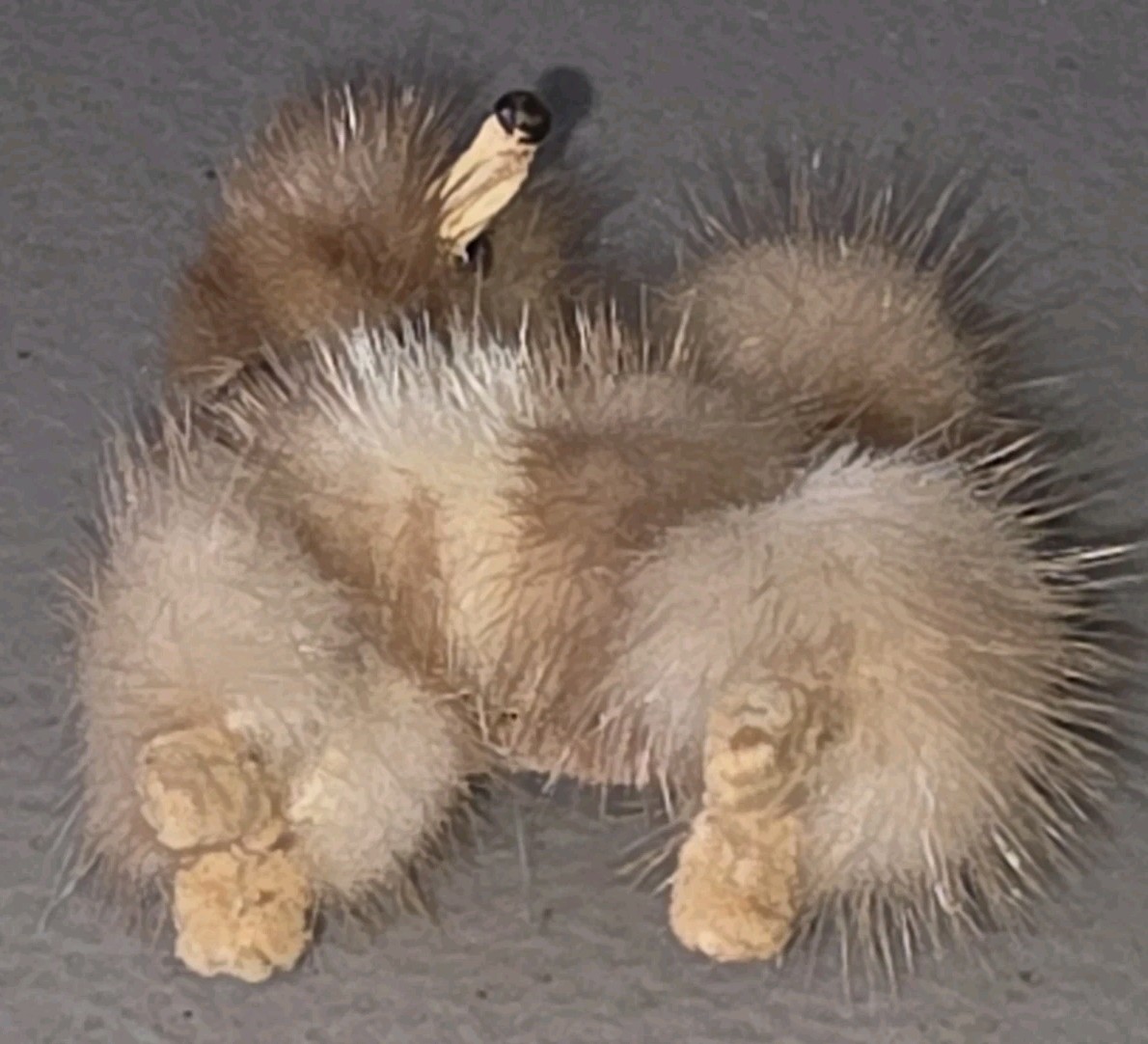 Vintage Mid-Century-Modern Mink? Brown Fur Poodle Brooch Approximately 2″x 2″