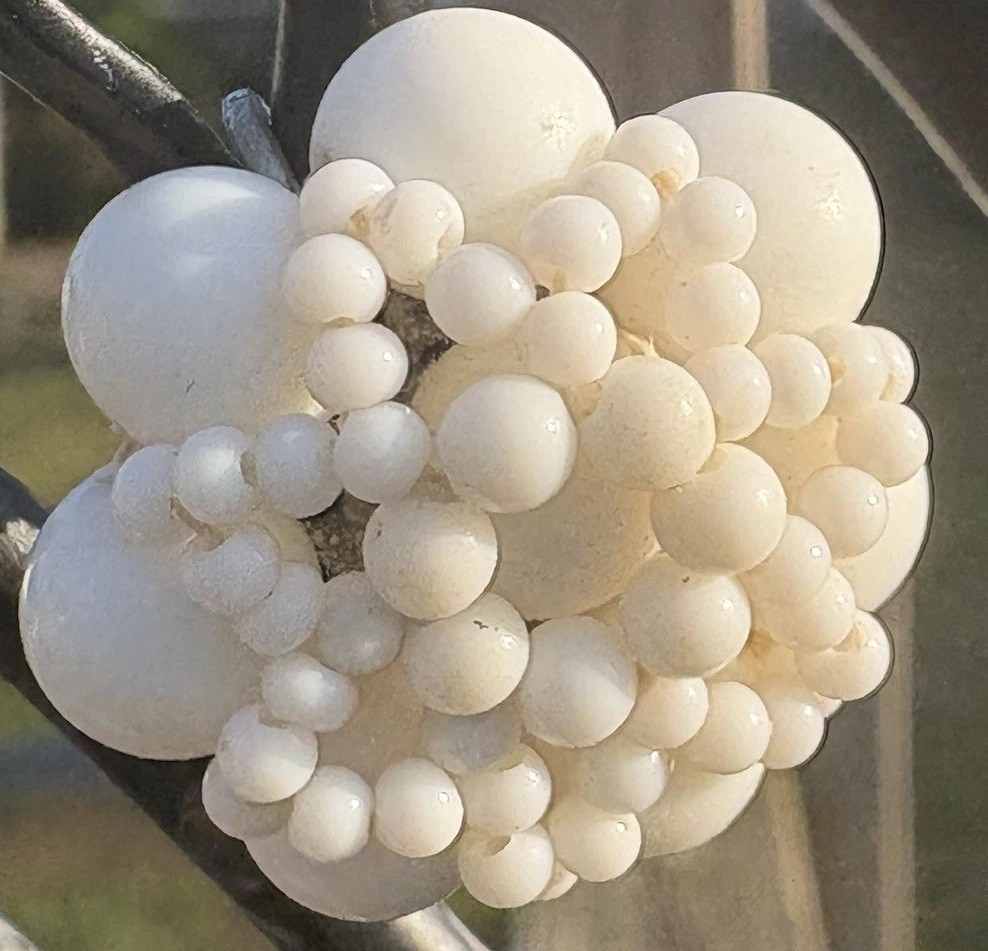 Vintage Japan White Cluster Earrings Screwback Grape Bead Bridal Cottagecore