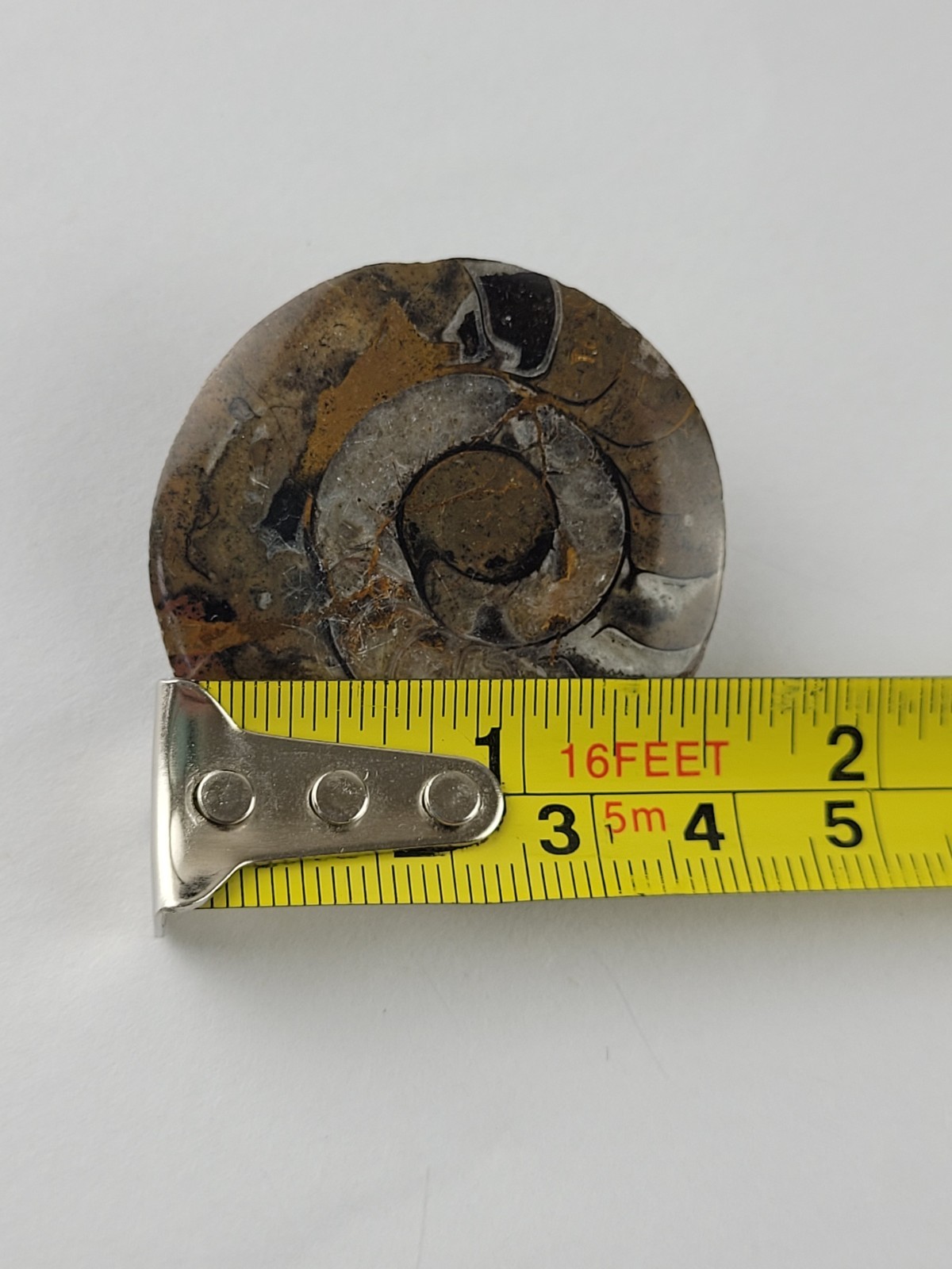 Ammonite Fossil Brooch READ Darker In Person