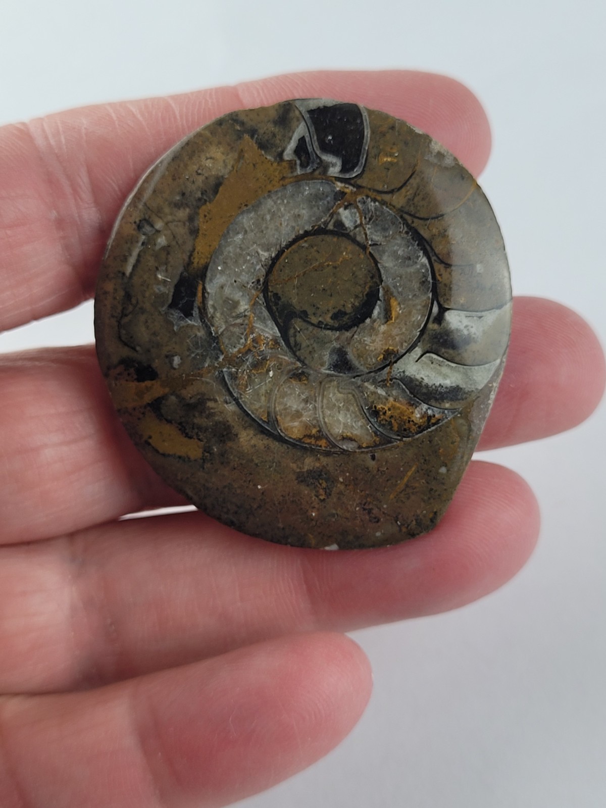 Ammonite Fossil Brooch READ Darker In Person