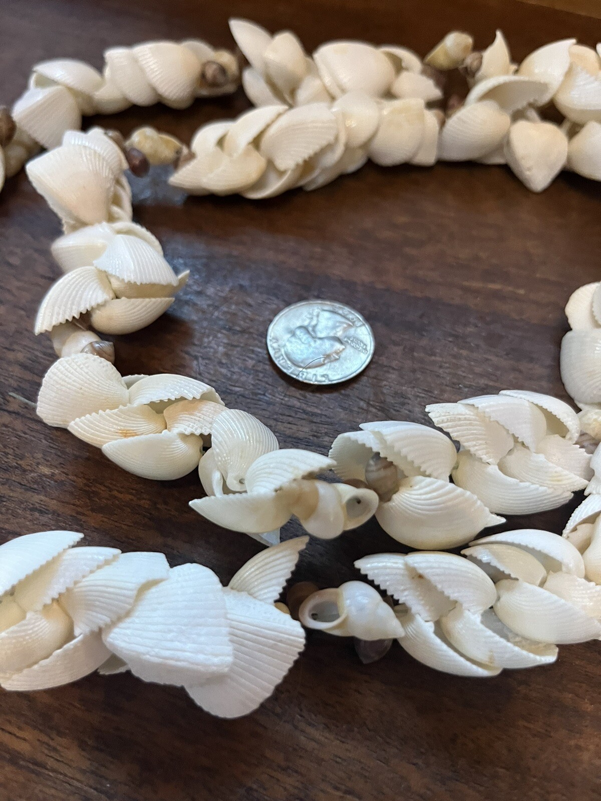 Vintage Hawaiian Wedding lei necklace 34 In Clam Shells Beautiful