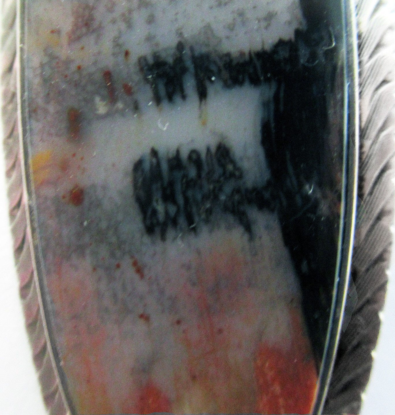 LARGE 2 3/8 INCHES NAVAJO STERLING PETRIFIED WOOD BROOCH PENDANT TOO
