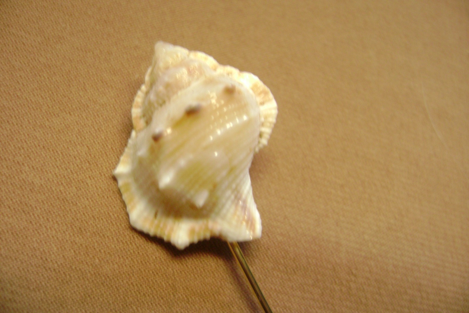 VINTAGE SEA SHELL TAN AND BROWN GOLD TONE STICK PIN/HAT PIN/LAPEL