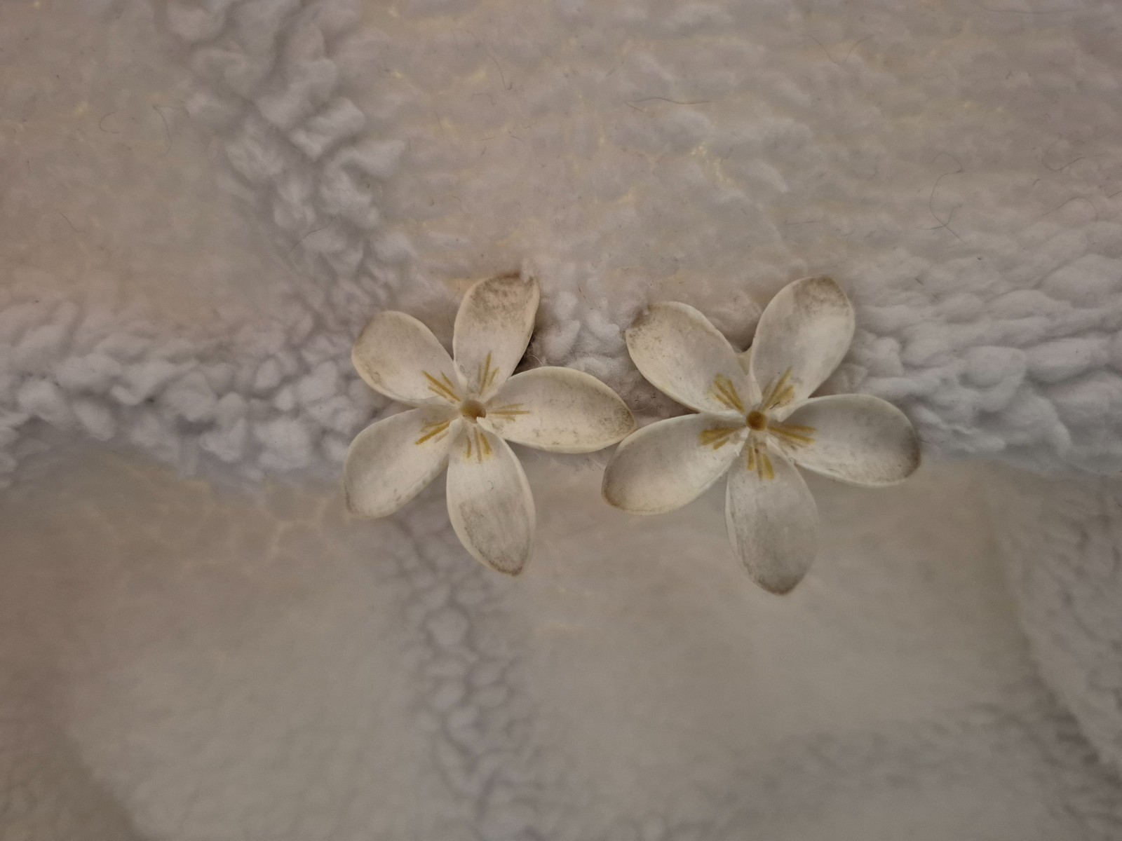 plumeria hawiian flower screw back (clip-on) earrings, made of shells? (not sure
