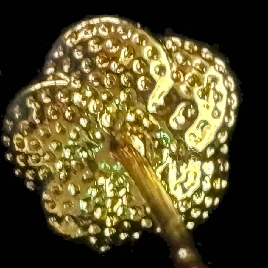 VTG Flower Gold-plated? (NOT SURE) Gold Tone Stud Earrings marked ‘999’, 8×8 mm