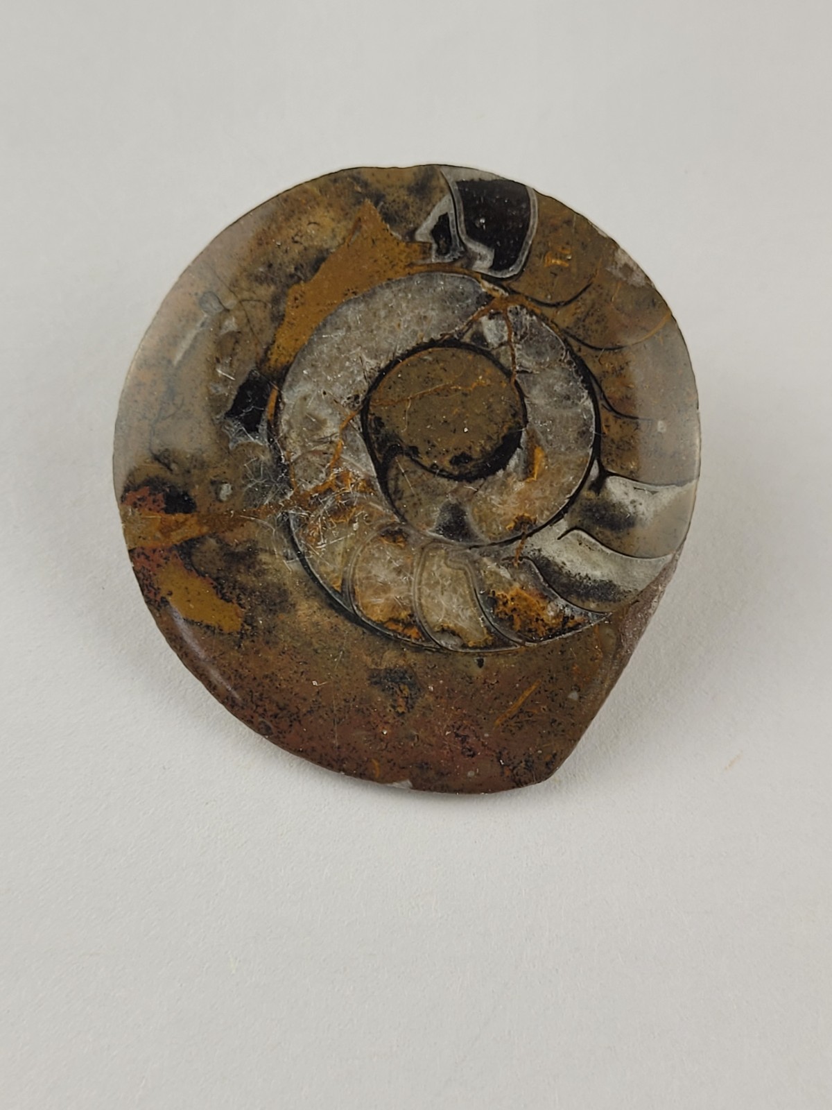 Ammonite Fossil Brooch READ Darker In Person