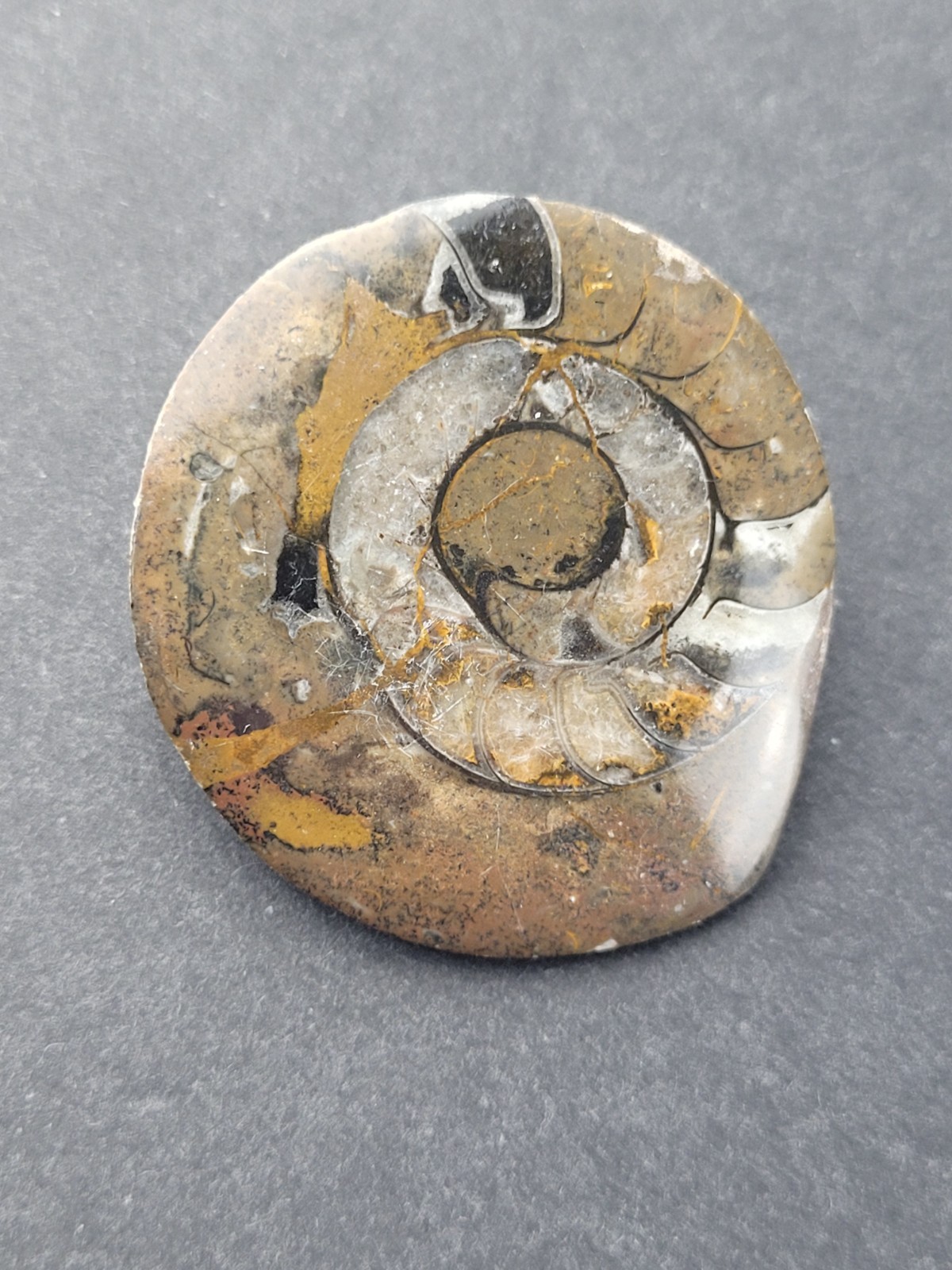 Ammonite Fossil Brooch READ Darker In Person